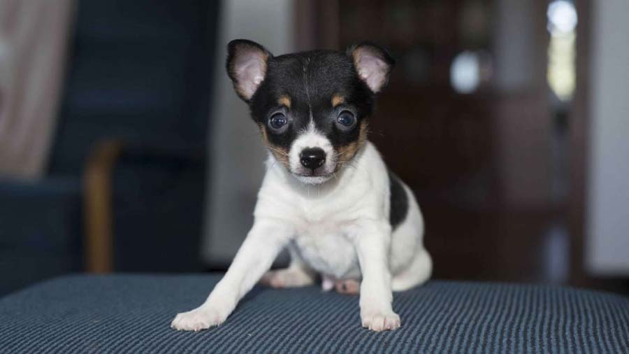 Toy Fox Terrier