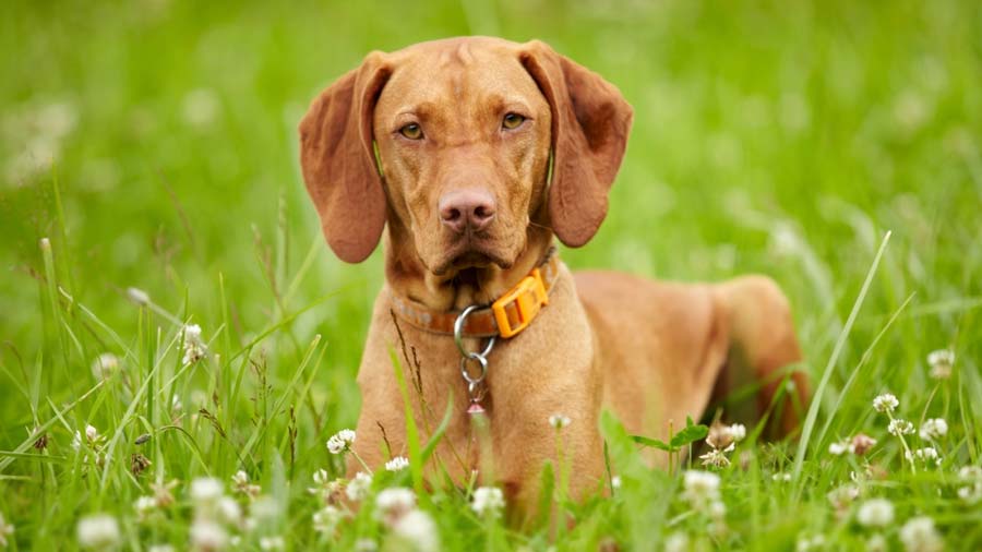 Vizsla