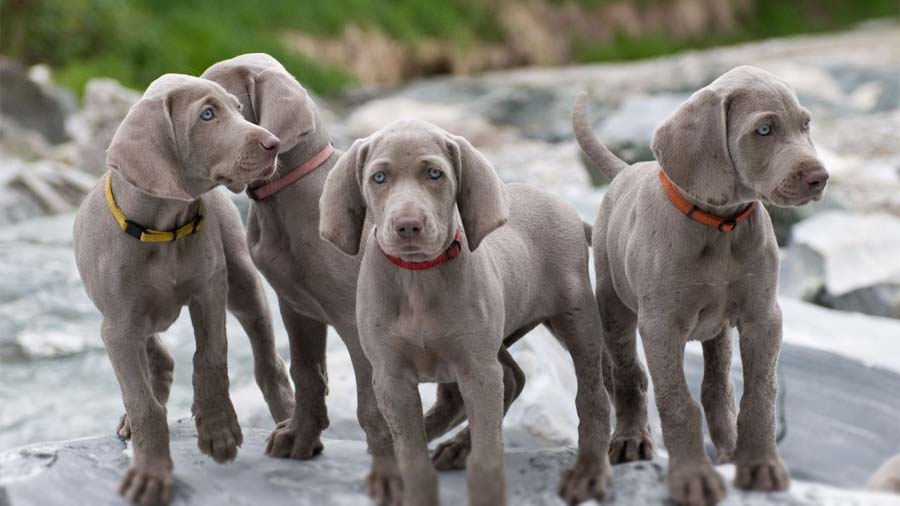 Weimaraner