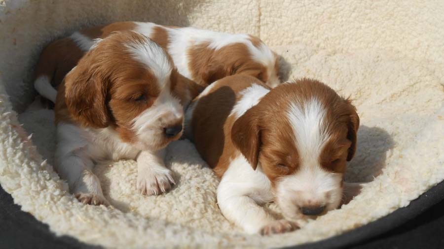 Springer Spaniel Galés