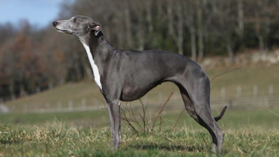 Whippet