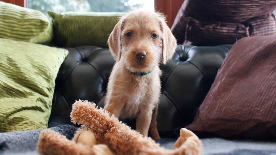 Vizsla de Pelo Duro