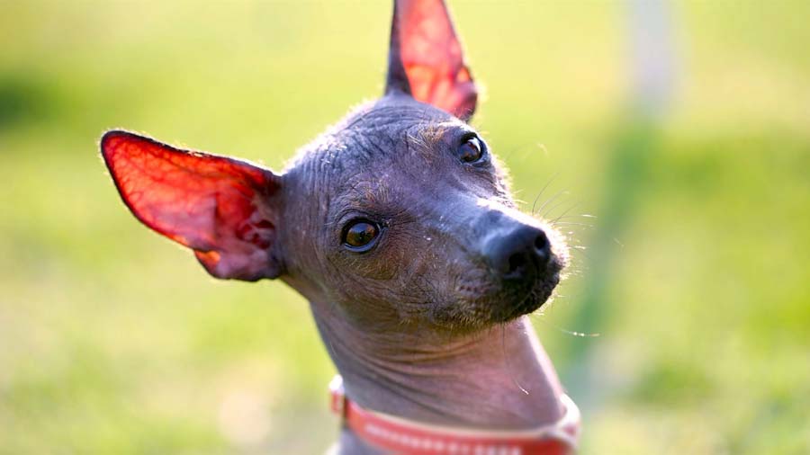 Xoloitzcuintli